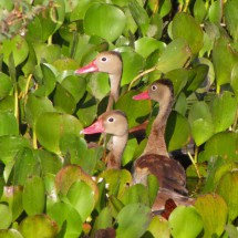 Ducks with pink beaks